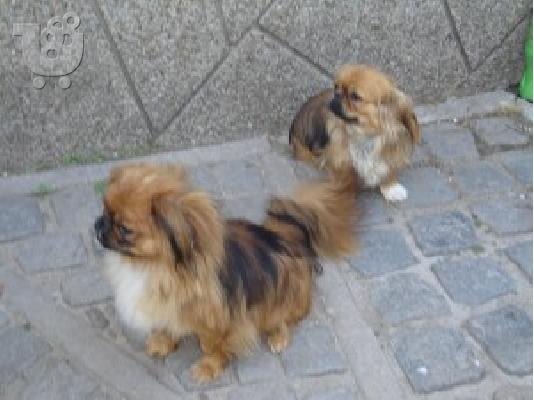 pekinoua puppies
